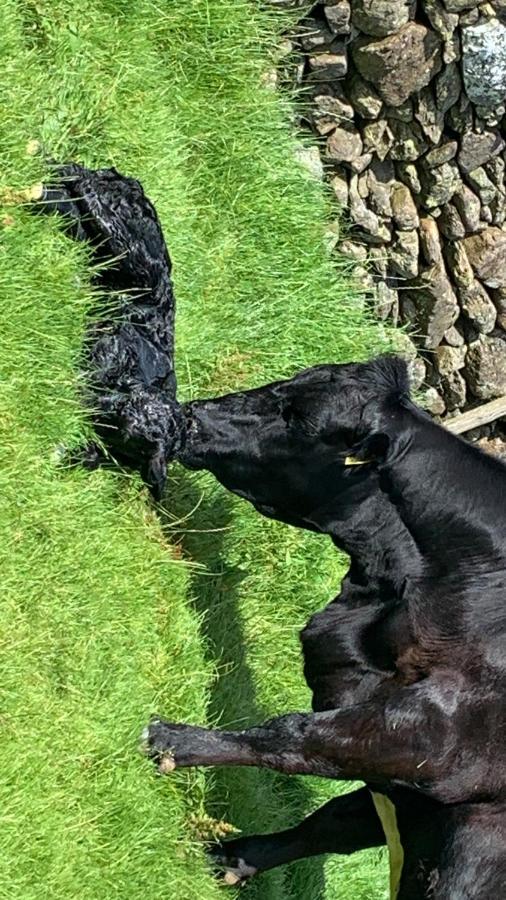 Stybeck Farm Villa Thirlmere Kültér fotó